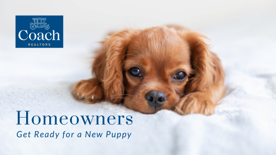 Prepare a Home for a Puppy - Coach Realtors